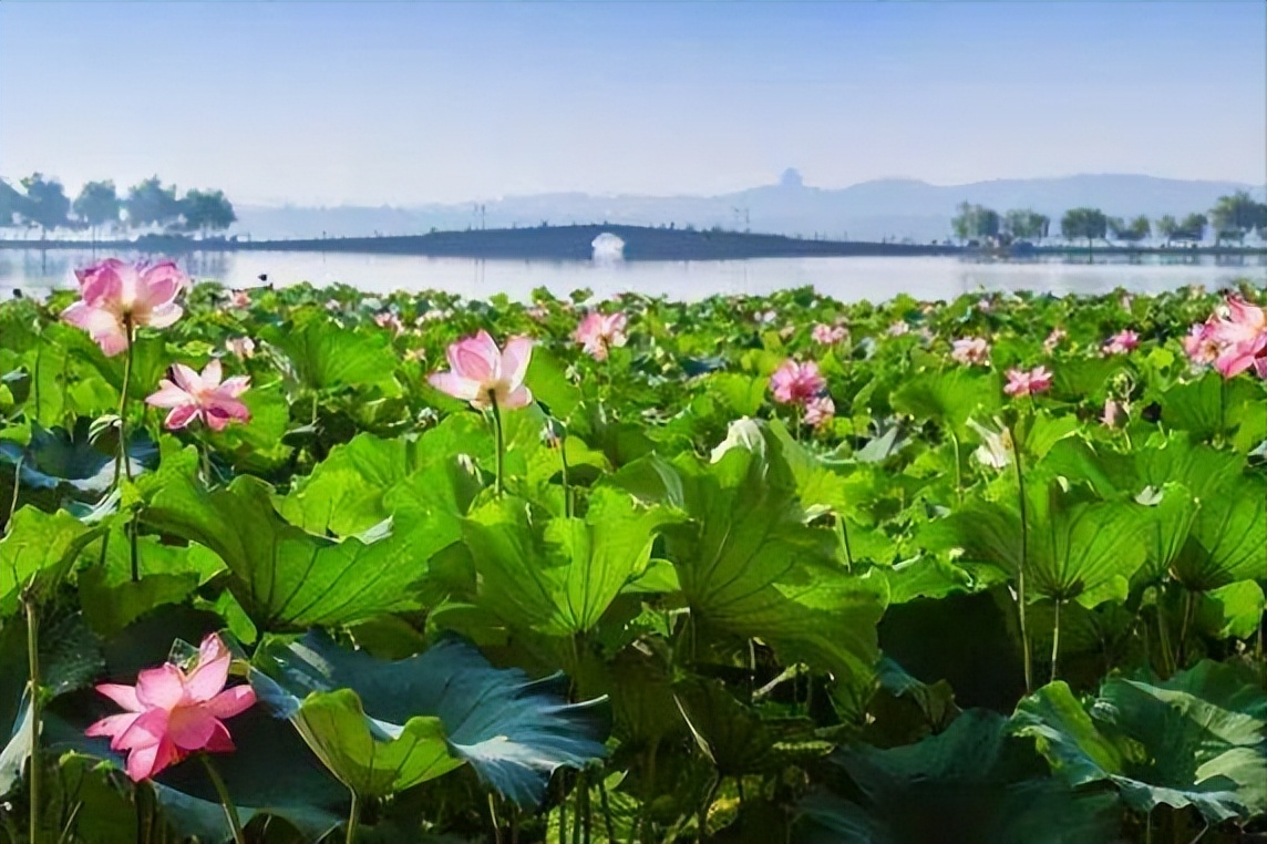 70句唯美荷花诗词,关于荷花的绝美诗句