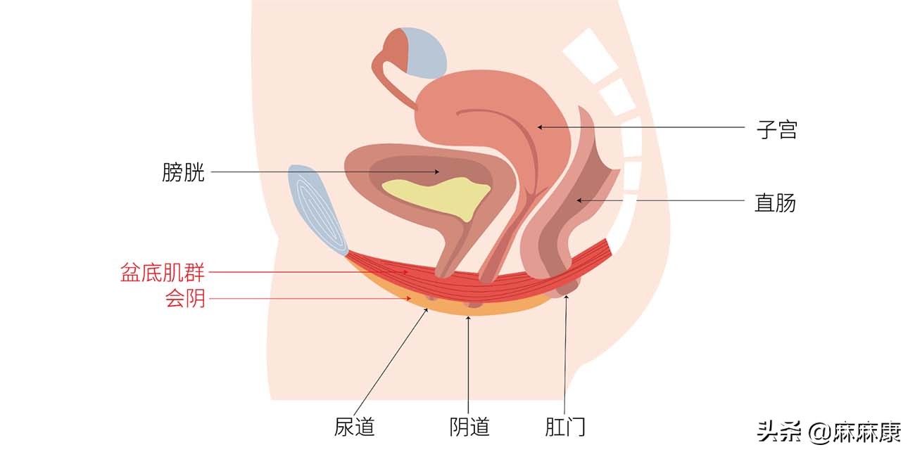 女性盆底容易出现哪些问题,盆底健康科普知识