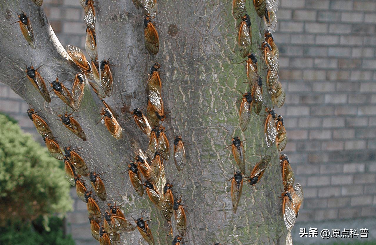 美国的昆虫入侵,盘点入侵美国的七大昆虫