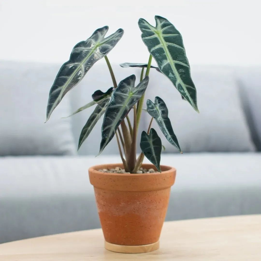 室内观叶植物盆栽种植技巧,适合养浴室里的几种观叶盆栽