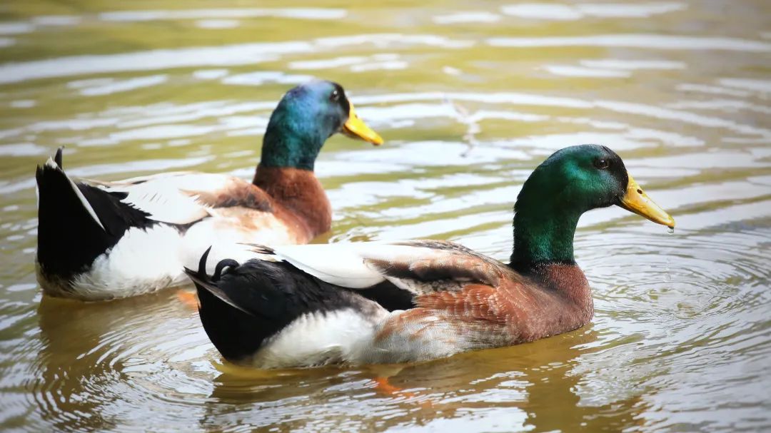 师大寻鸟记，这些小可爱，你都见过吗？