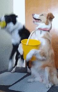 建议新手省钱养的10种狗,建议穷人新手养的10种狗