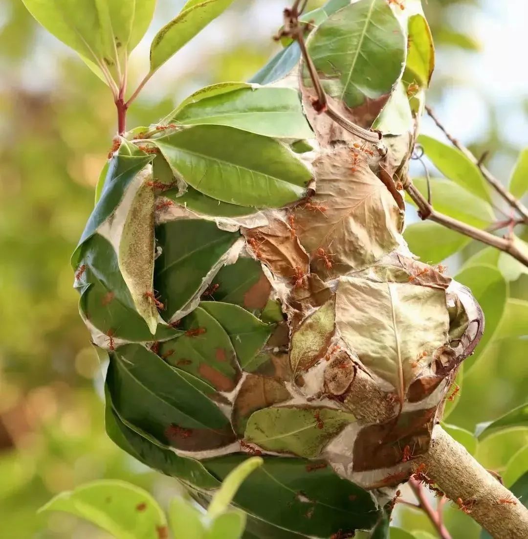 西双版纳黄猄蚁,勐远仙境丛林探险