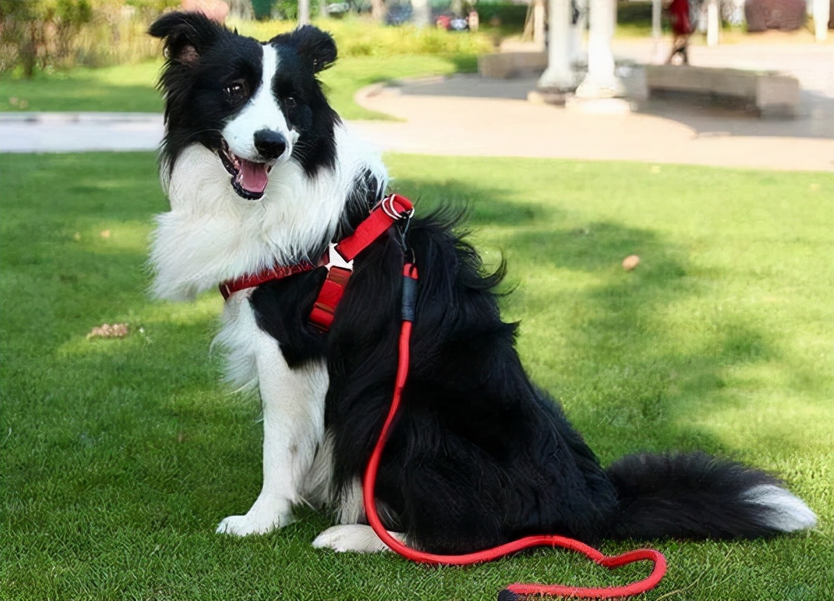 狗界中最通人性的5种狗,狗界最“通人性”的3种狗