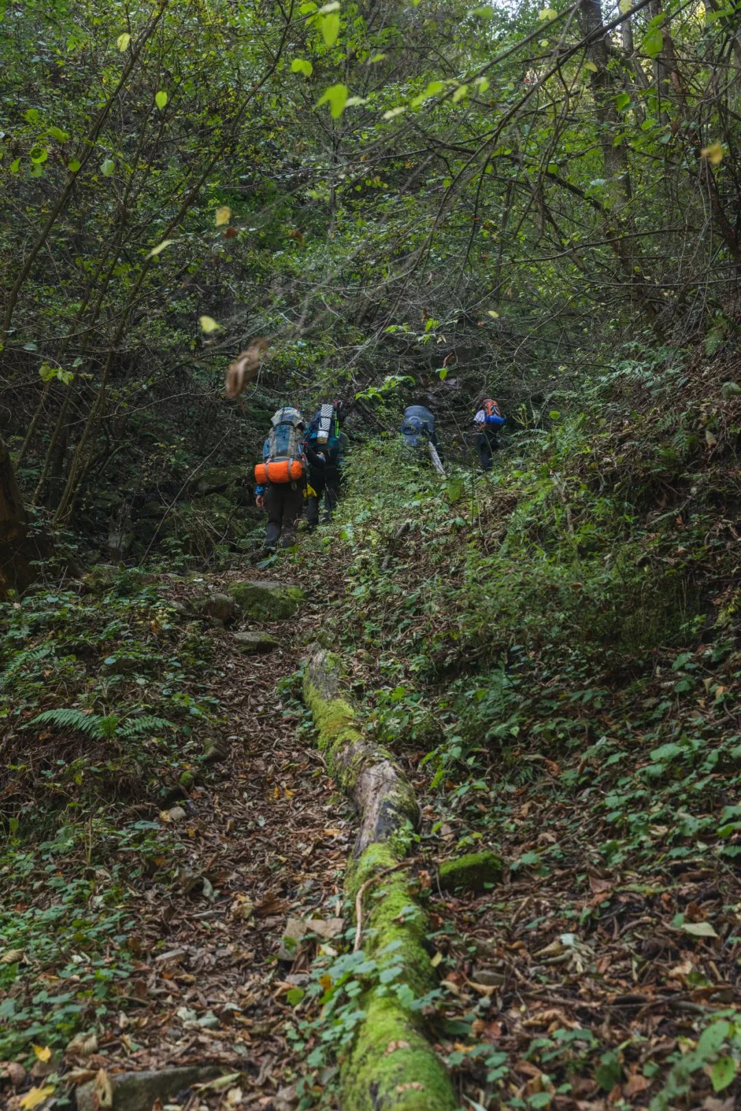 太白山是陕西最高点吗,秦岭最高峰太白山
