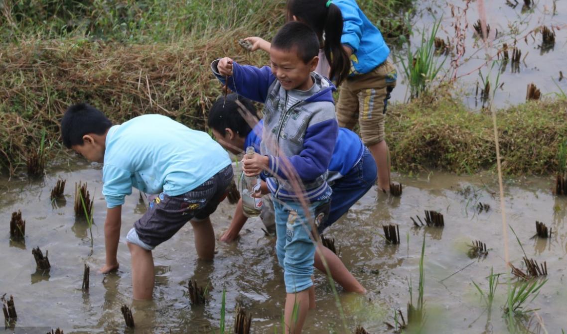 黄鳝一年能产子多少,母黄鳝产子过程