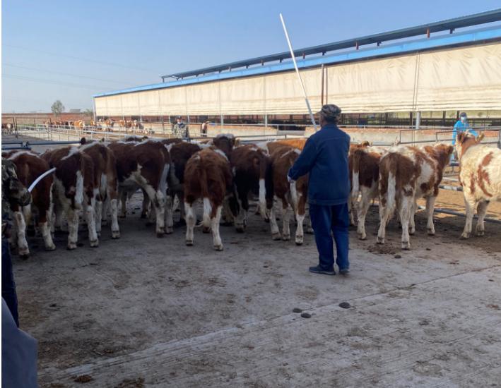 氨基丁酸在肉牛上的用量,肉牛用氨基丁酸