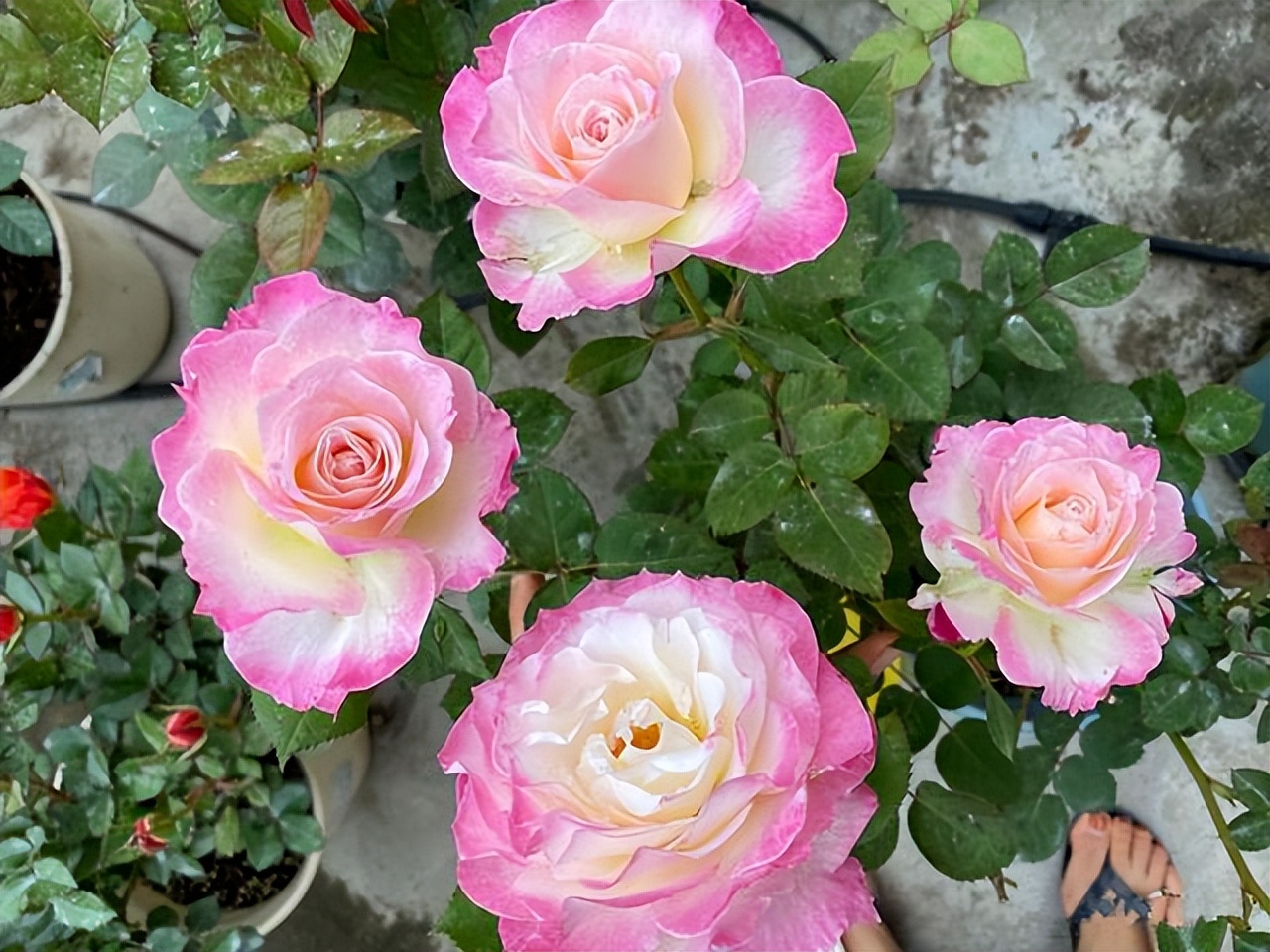 养花只用花多多1号可以吗,养花的5个秘密