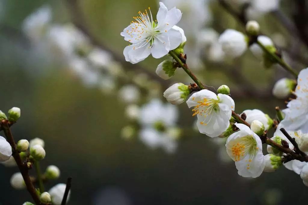 初春的诗词精选,描写初春的诗词佳句