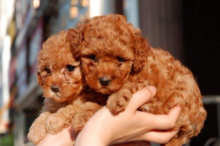 挑选泰迪幼犬的技巧,怎样挑选泰迪幼犬