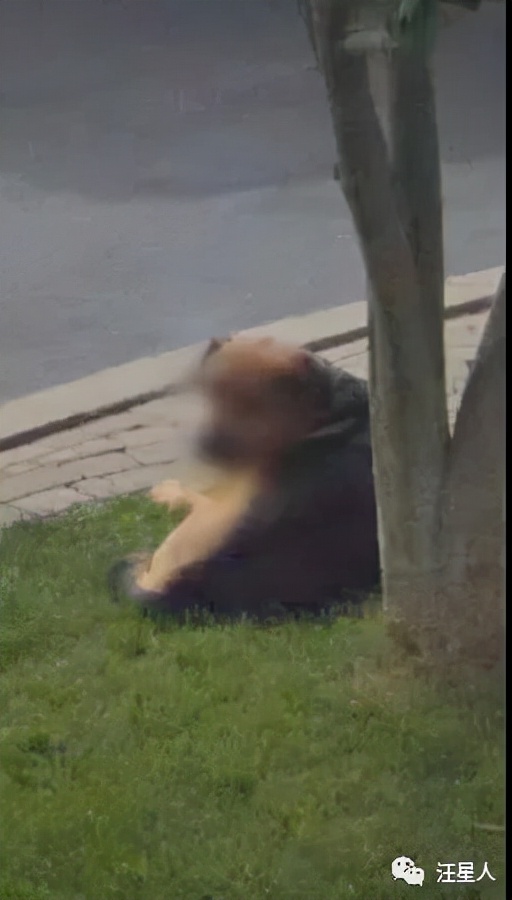 谷歌地图的狗狗,谷歌地图六条腿的狗