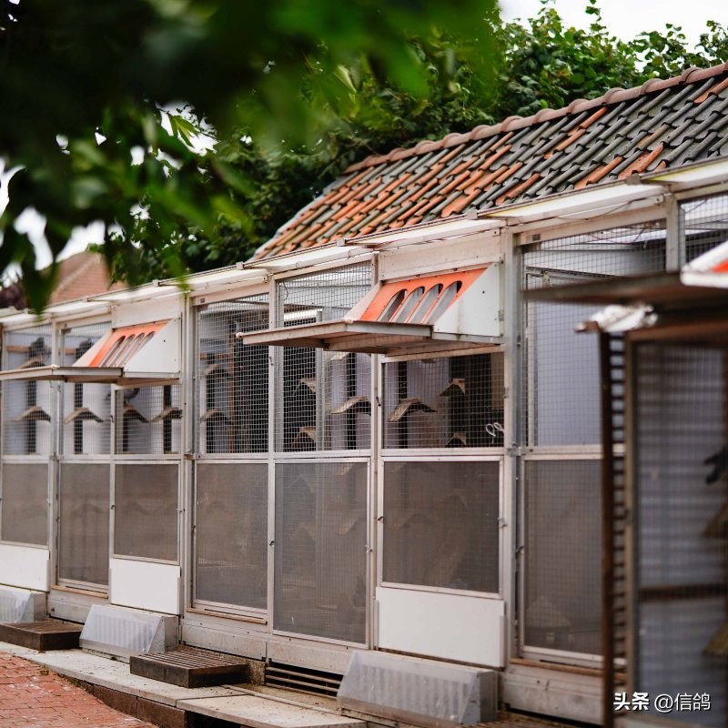 “奶酪”基因就是强大，只要一沾血就能飞冠军，亚精顿III再夺冠