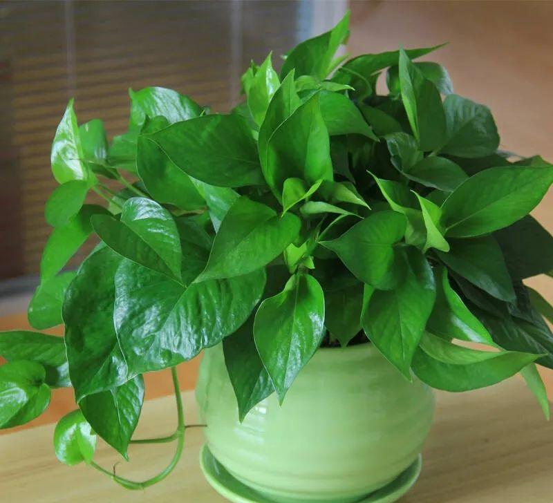 家里养什么花净化空气除甲醛,室内养哪些花吸甲醛效果好