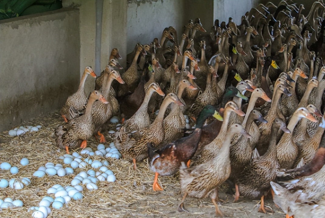 为何农村老一辈没有人搞养殖成功,家里人反对农村养殖