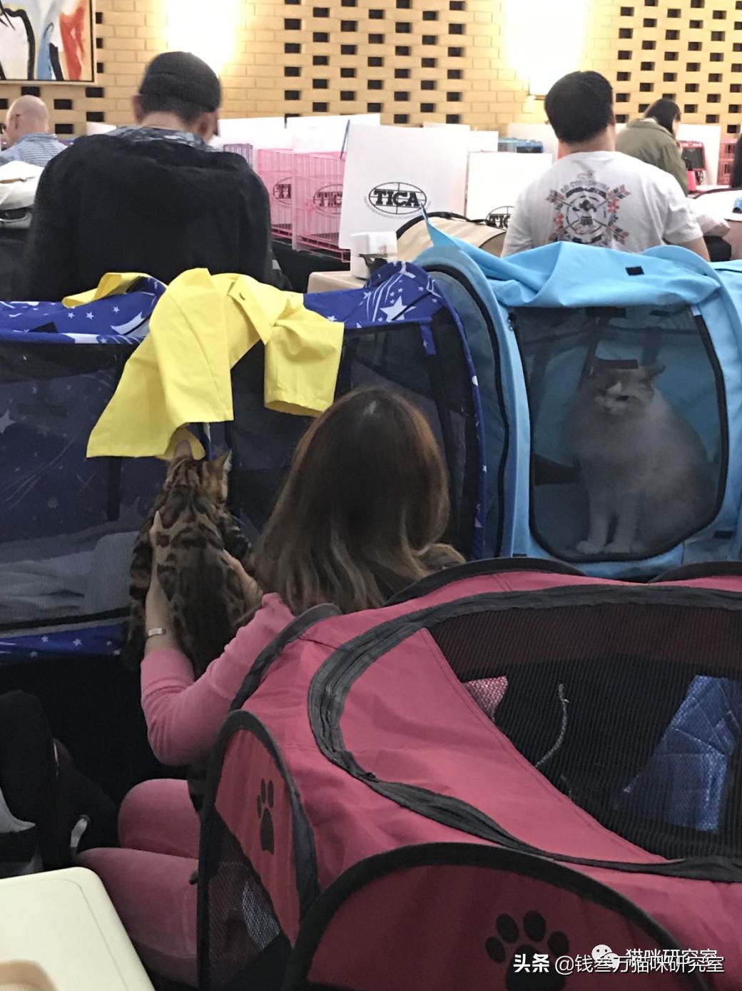 买猫防坑指南,新手买猫要买哪几种猫