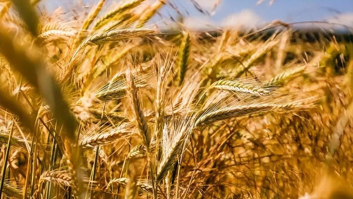 大麦生长的养分,大麦的生长期分为哪几个阶段