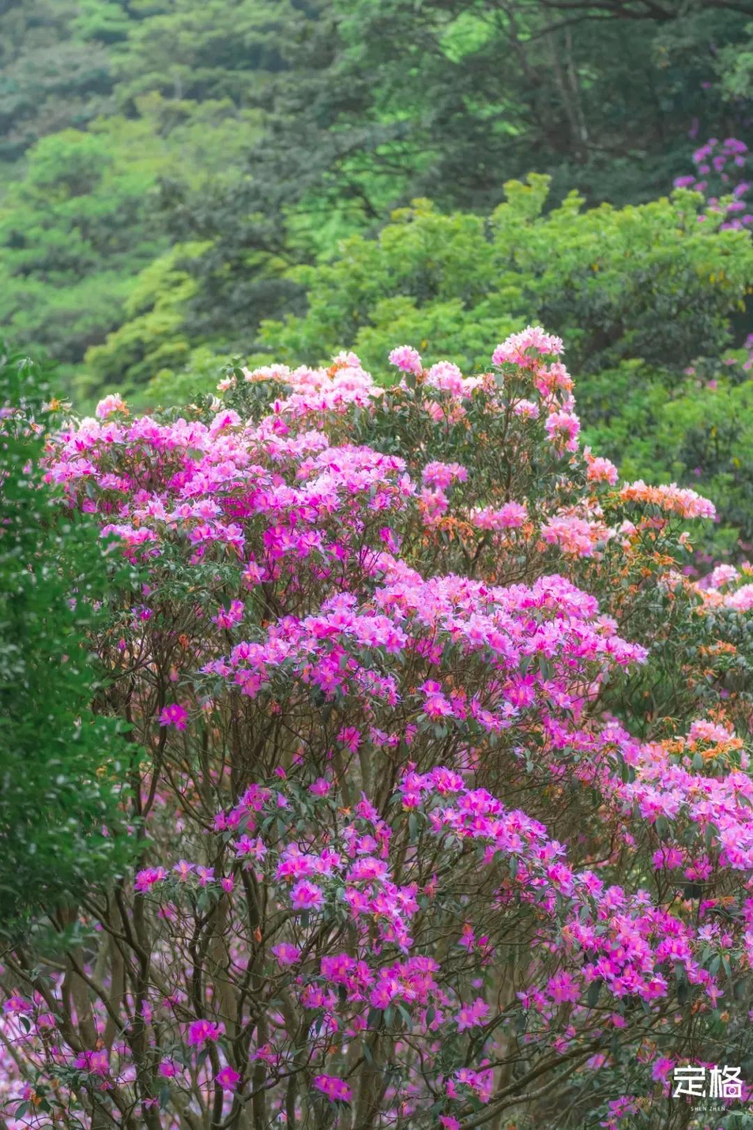 深圳最值得爬的景点,深圳十大最值得爬的山