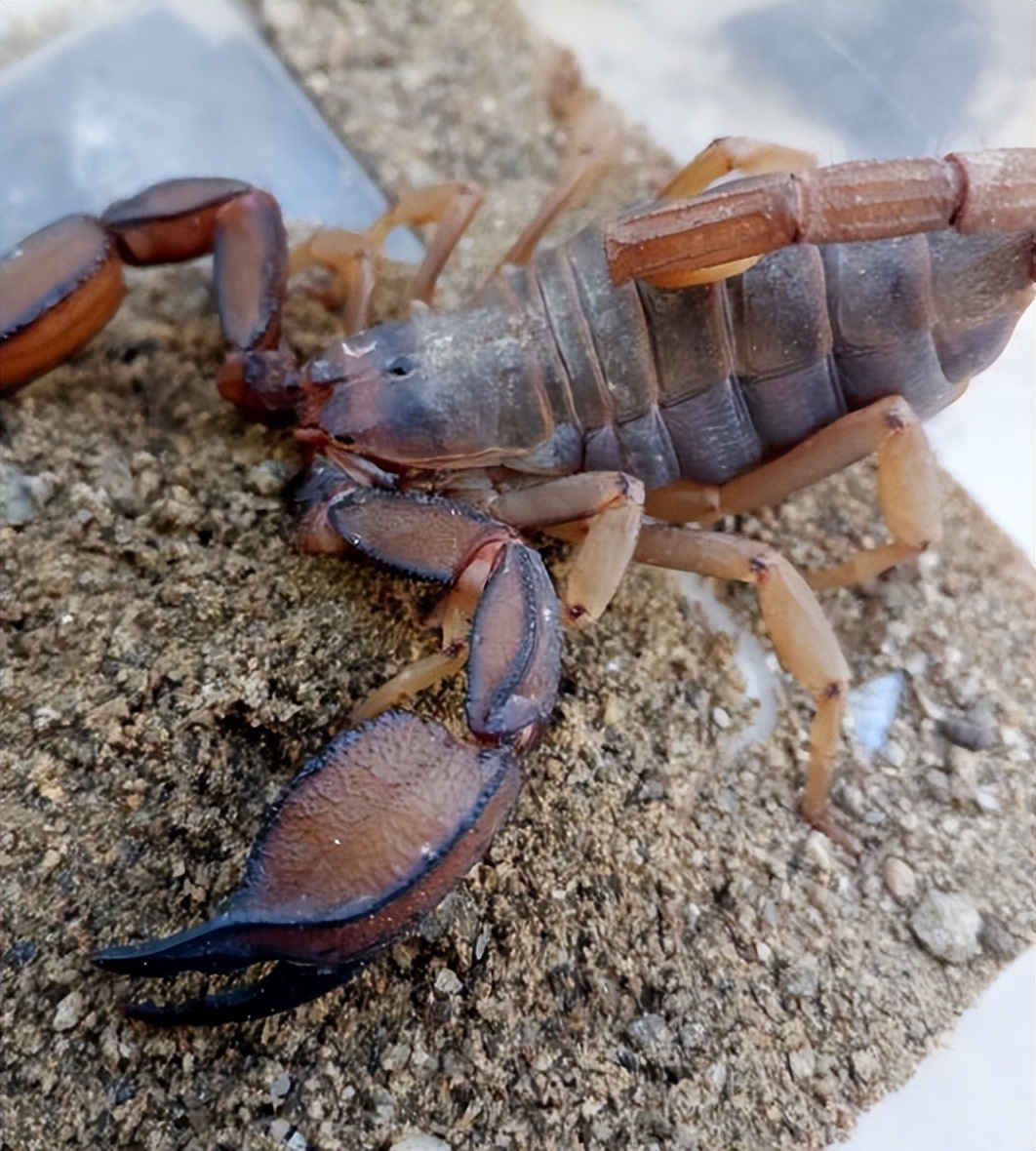 不同蝎子的生存温度,不同物种的蝎子