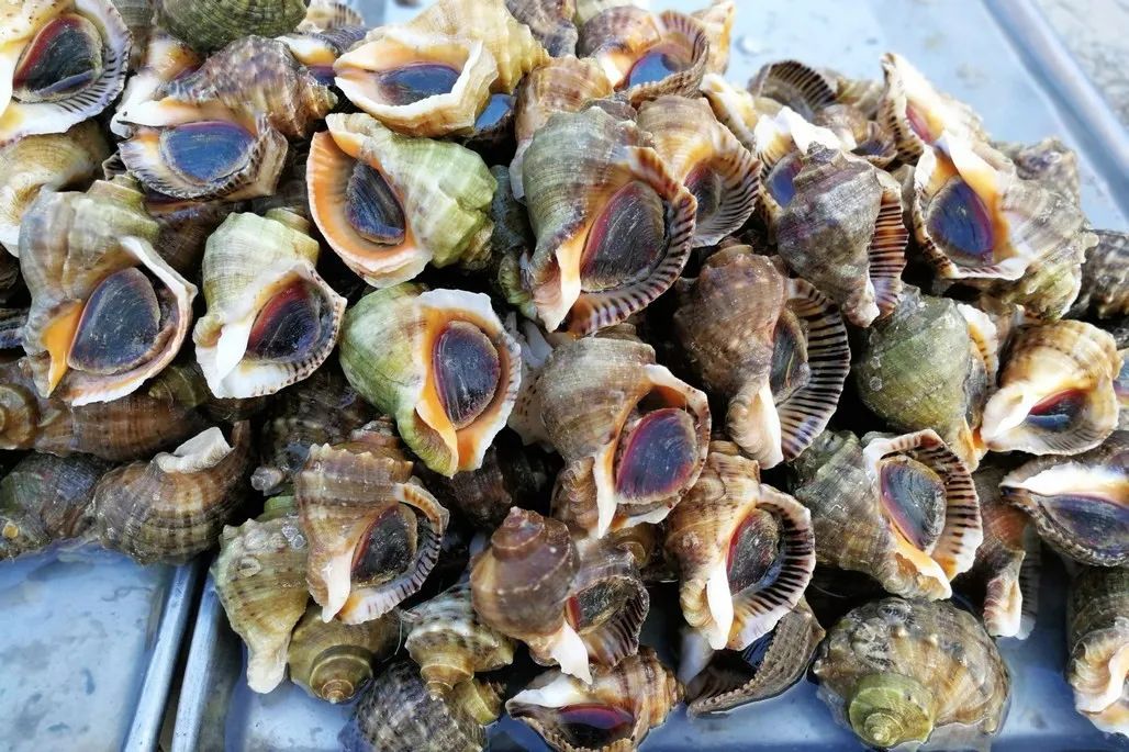 为什么不能吃冷冻螃蟹,没死时候冷冻的螃蟹能吃吗