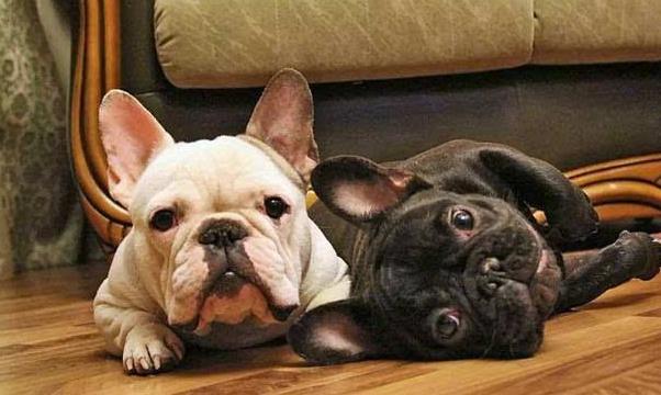 家中的法斗犬，牙齿根部变得黄黄的，这是怎么回事呢？