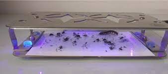 为什么苍蝇总是不停的搓手脚呢,为什么苍蝇要一直搓手