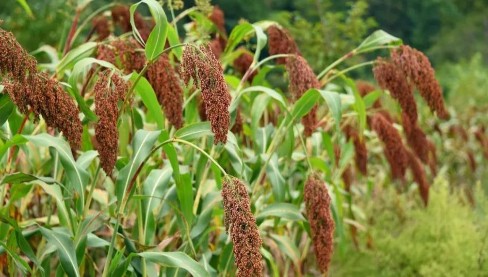 男子鉴定茅台酒真的假的,男子上门鉴定几十瓶假茅台发飙