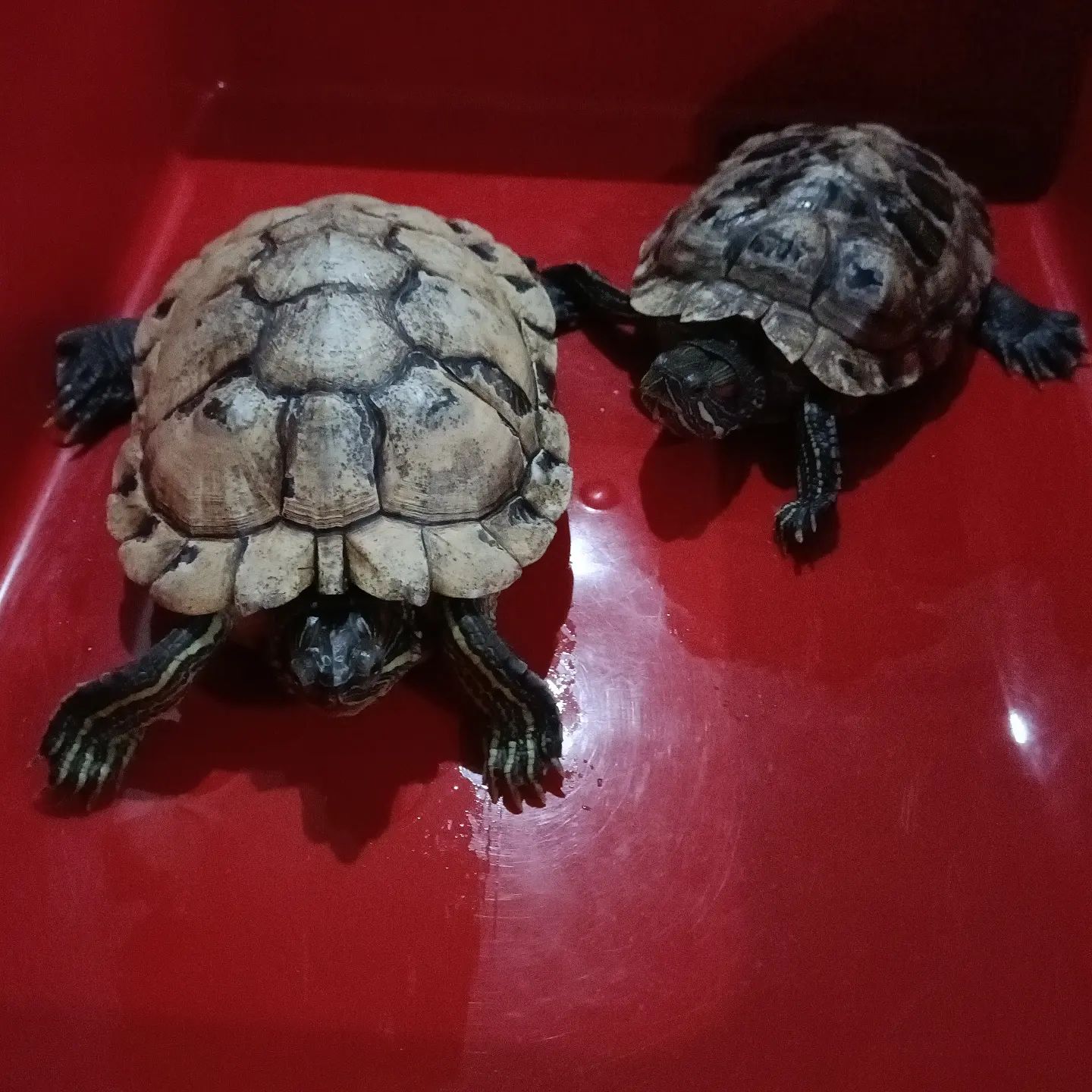 巴西龟日常食谱,秋末巴西龟吃什么