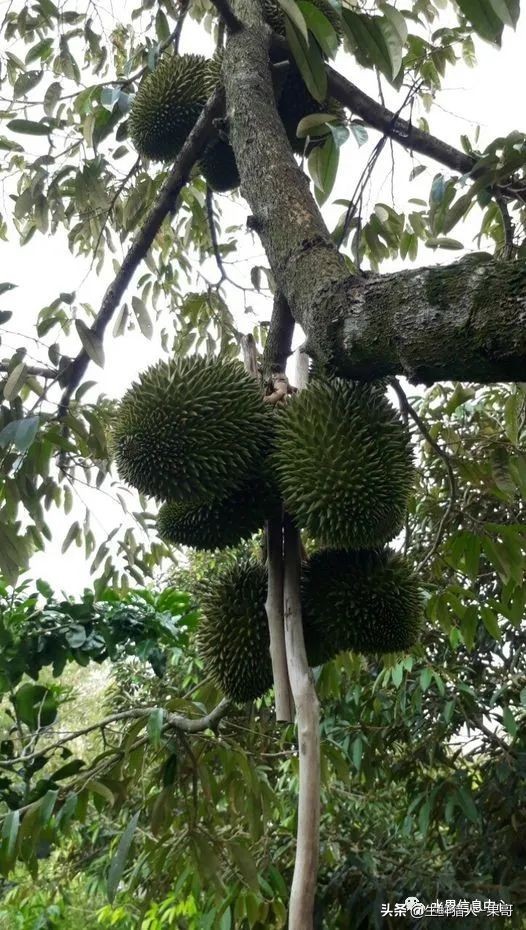 越南当地猫山王榴莲多少钱一斤,越南榴莲知识