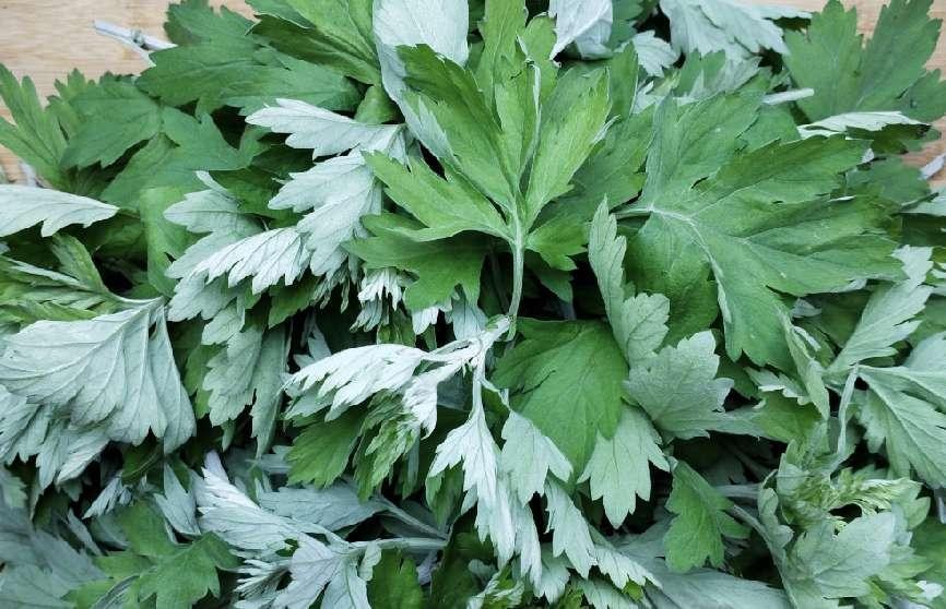 艾叶的功效作用百科,艾叶神奇功效