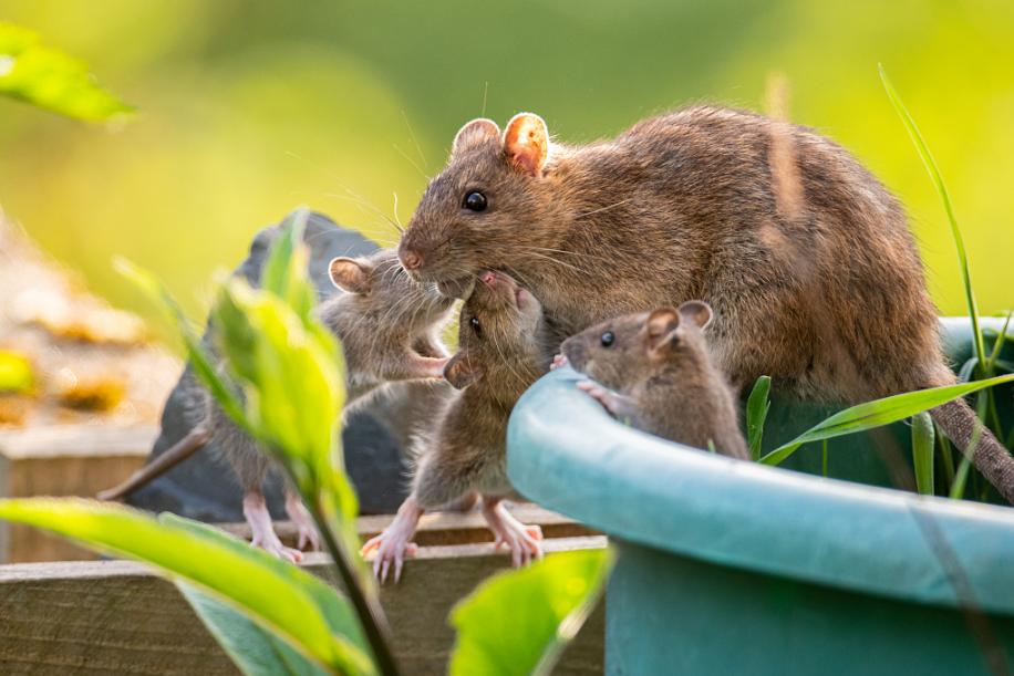 巨型老鼠可怕到不忍直视,现实中的巨型老鼠