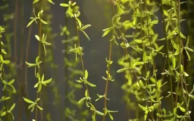 柔丝弄早春,柳枝婀娜醉春风,期盼好事要发生