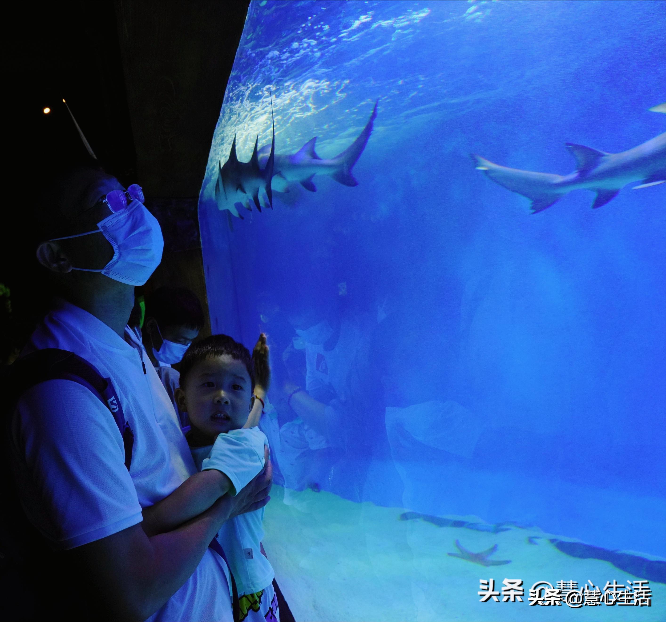 带宝宝出去看海底世界,北京太平洋海底世界预约