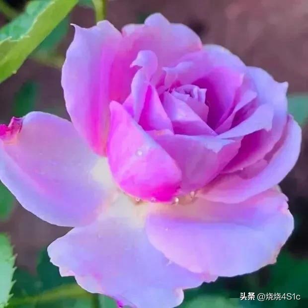 月季花开姹紫嫣红争奇斗艳,月季花开了千姿百态美不胜收