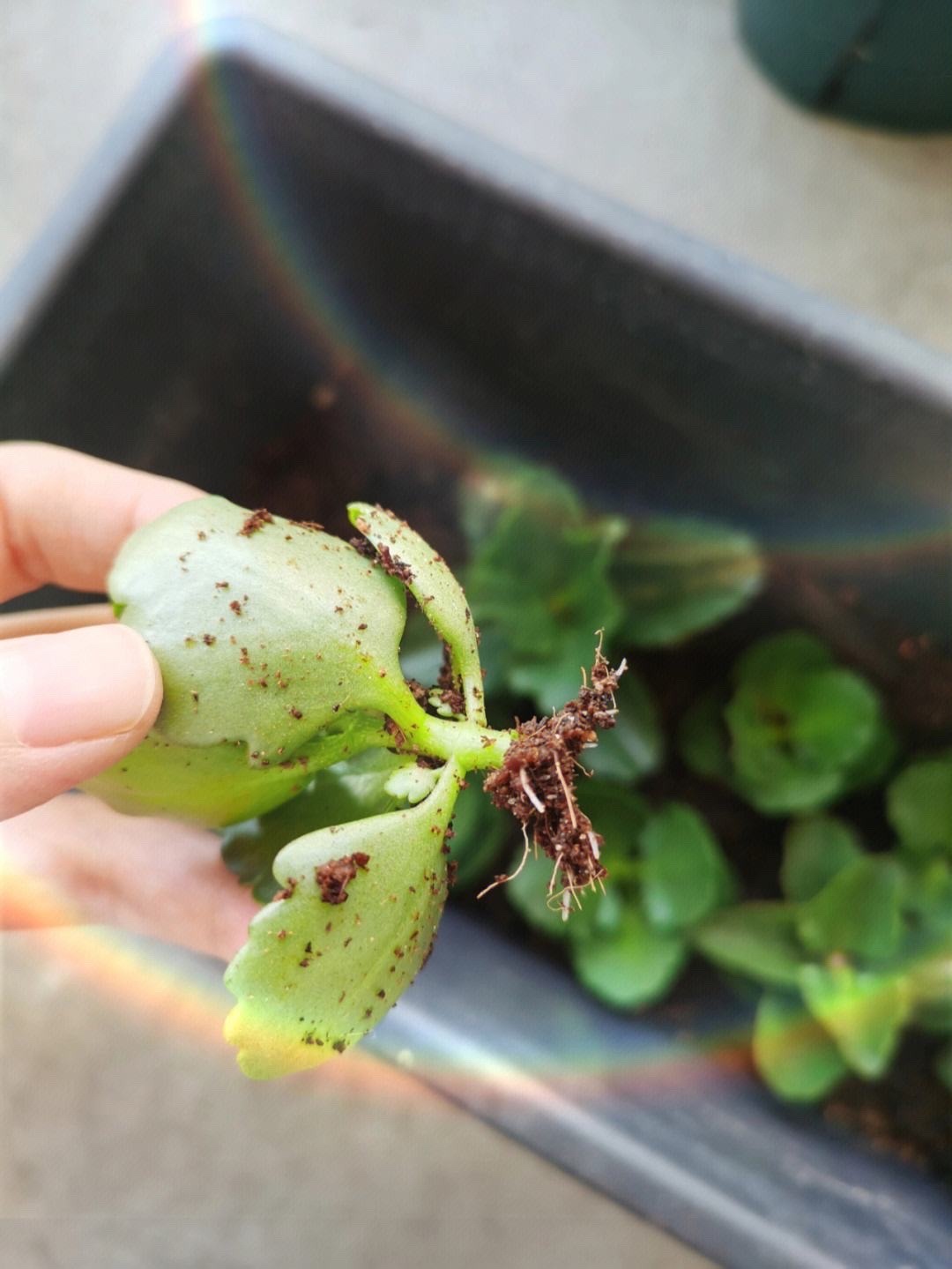 这8种花最旺家只需养一盆,什么花好看18种花又好养