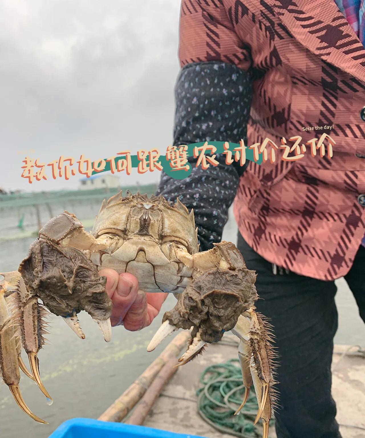 如何提高蟹农利润,怎么和螃蟹交流