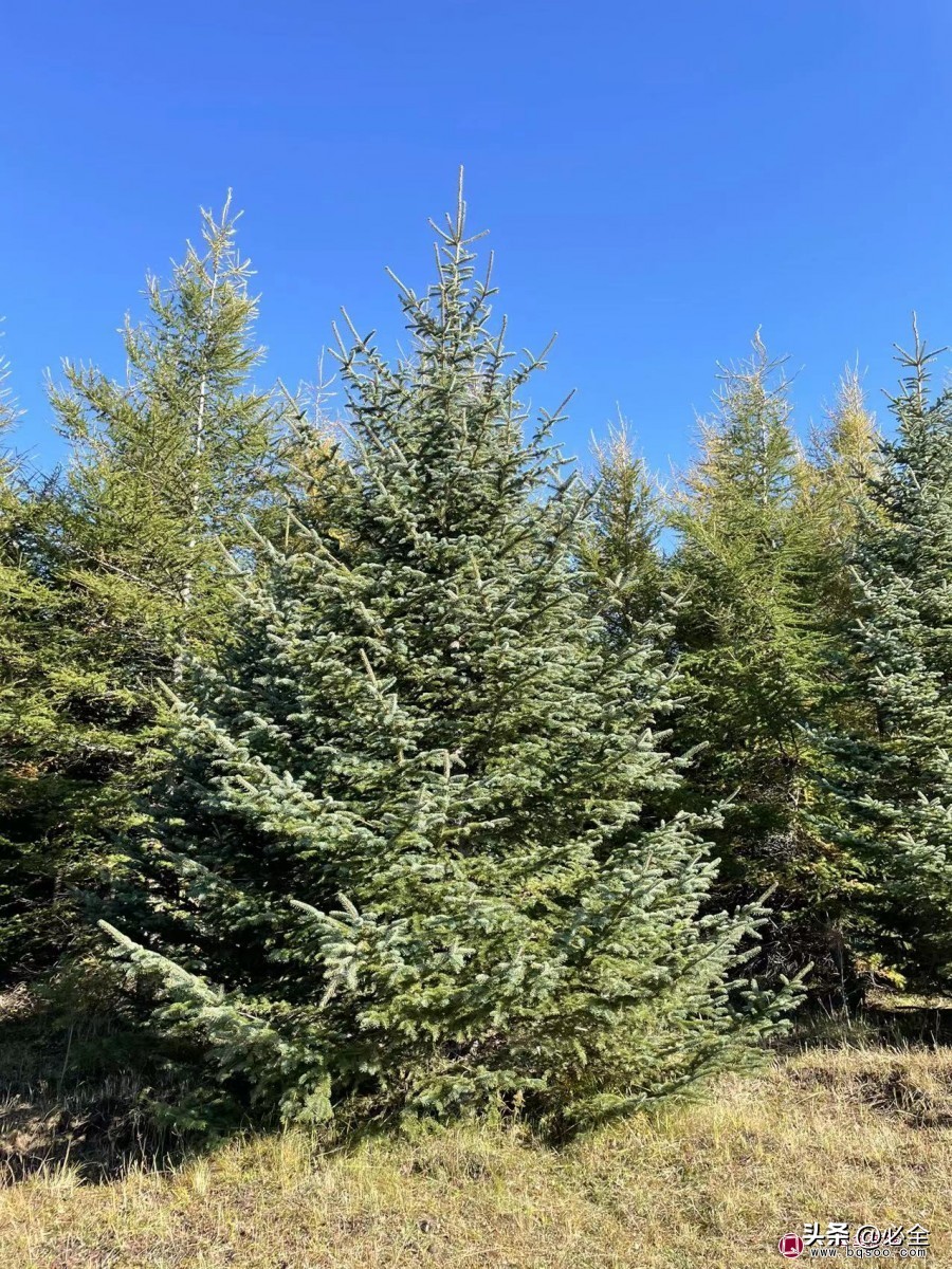 松树的种类对应图片及名称,松树的种类名称及图片大全集