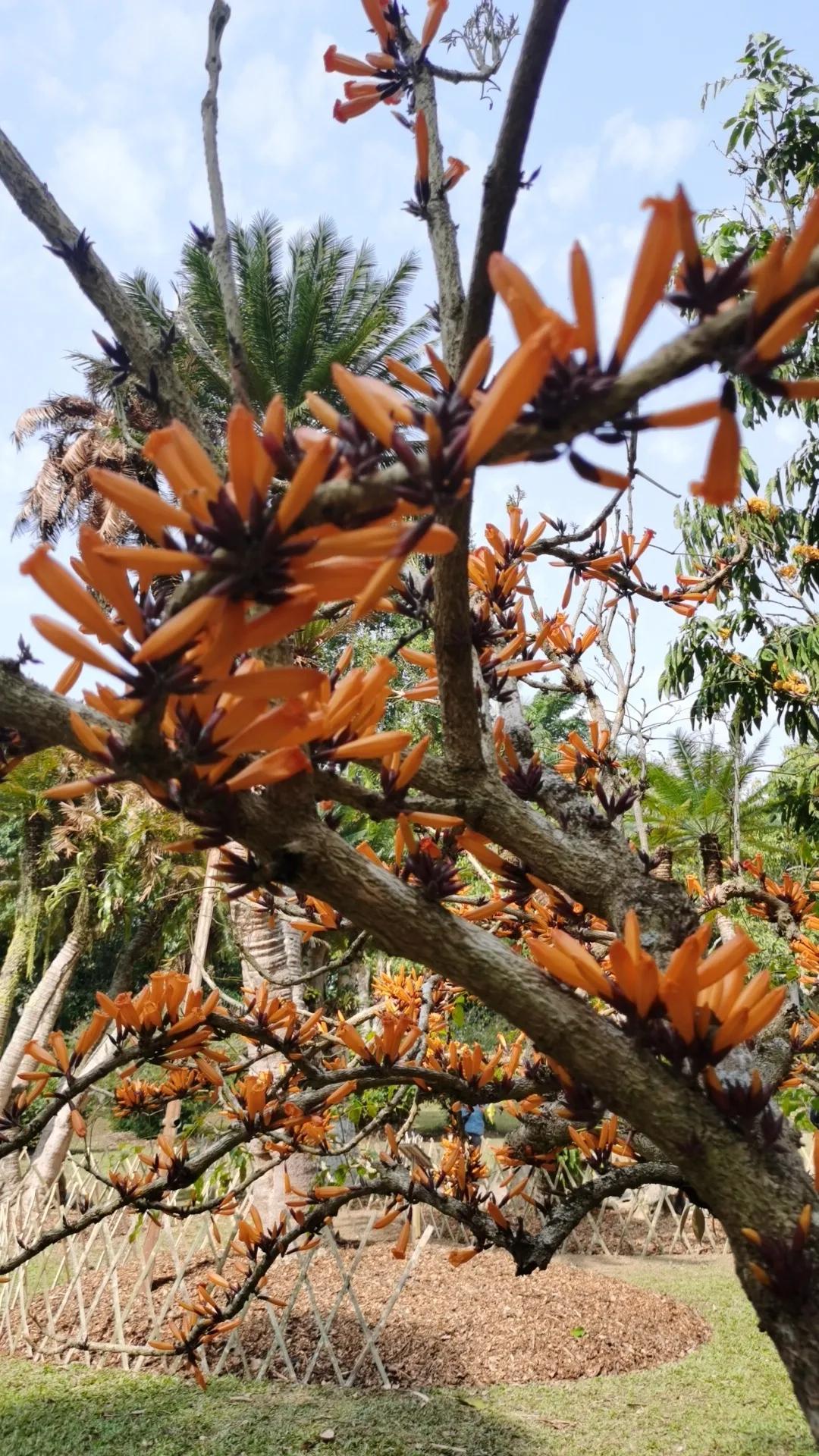 西双版纳10日行——走遍春夏秋冬，总会有人四季等你。