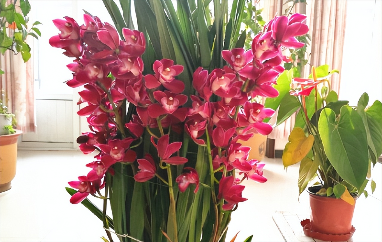 此兰正值盛花期,什么兰既好养开花又香