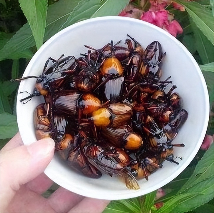 丛林探险美食大全,真正的丛林美食有哪些