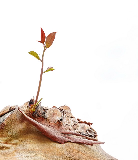 勇敢的去面对才是成功的开始,熬过所有的寂寞与无助