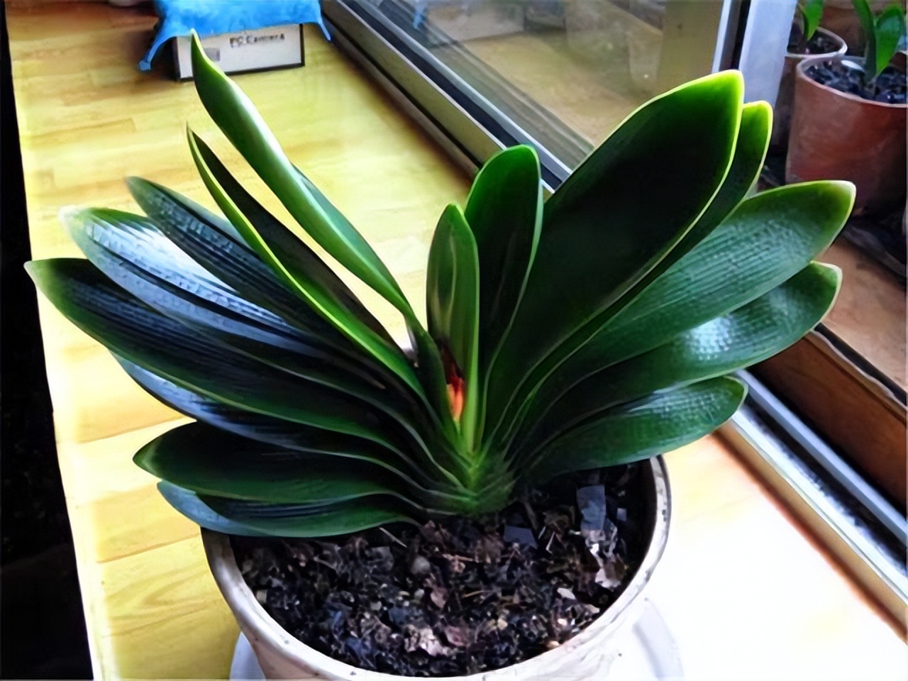 几种老酒鬼花,五种酒鬼花喝完就疯长