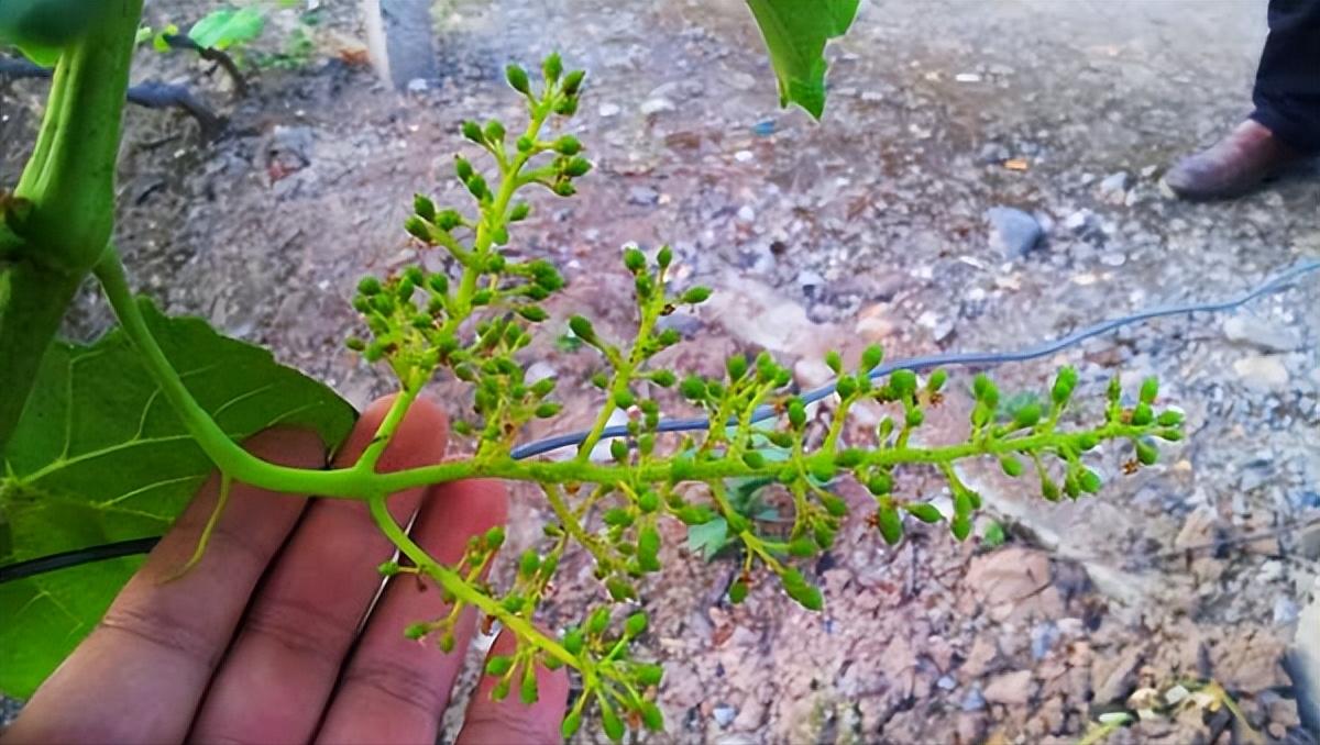 七月份葡萄还会日灼吗,七月葡萄为什么还长穗