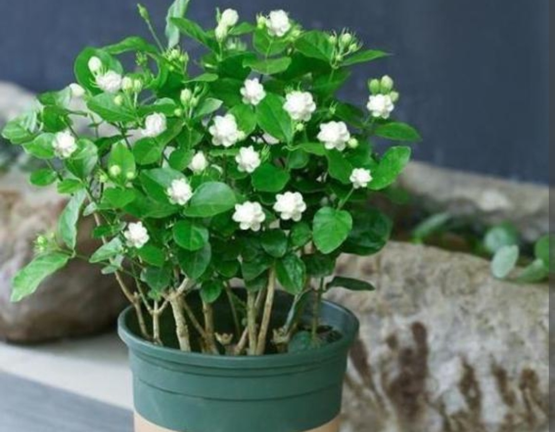 家里什么花不能养释放毒气,自带财气的8种花客厅养