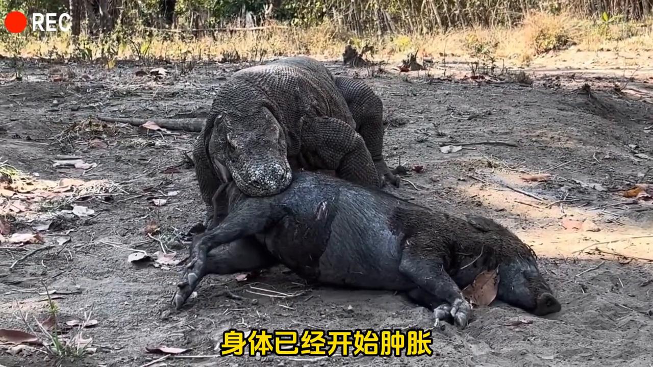 科莫多巨蜥是生存在哪的,科莫多巨蜥秒杀猎物