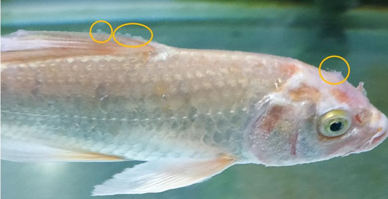 玻尿酸冬天会冻吗,玻尿酸遇到高温会怎么样