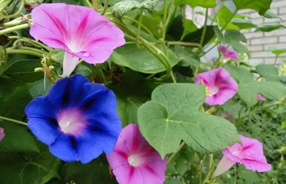 你理想中的乡村生活是这样的吗,你眼中的乡村生活是什么色彩的