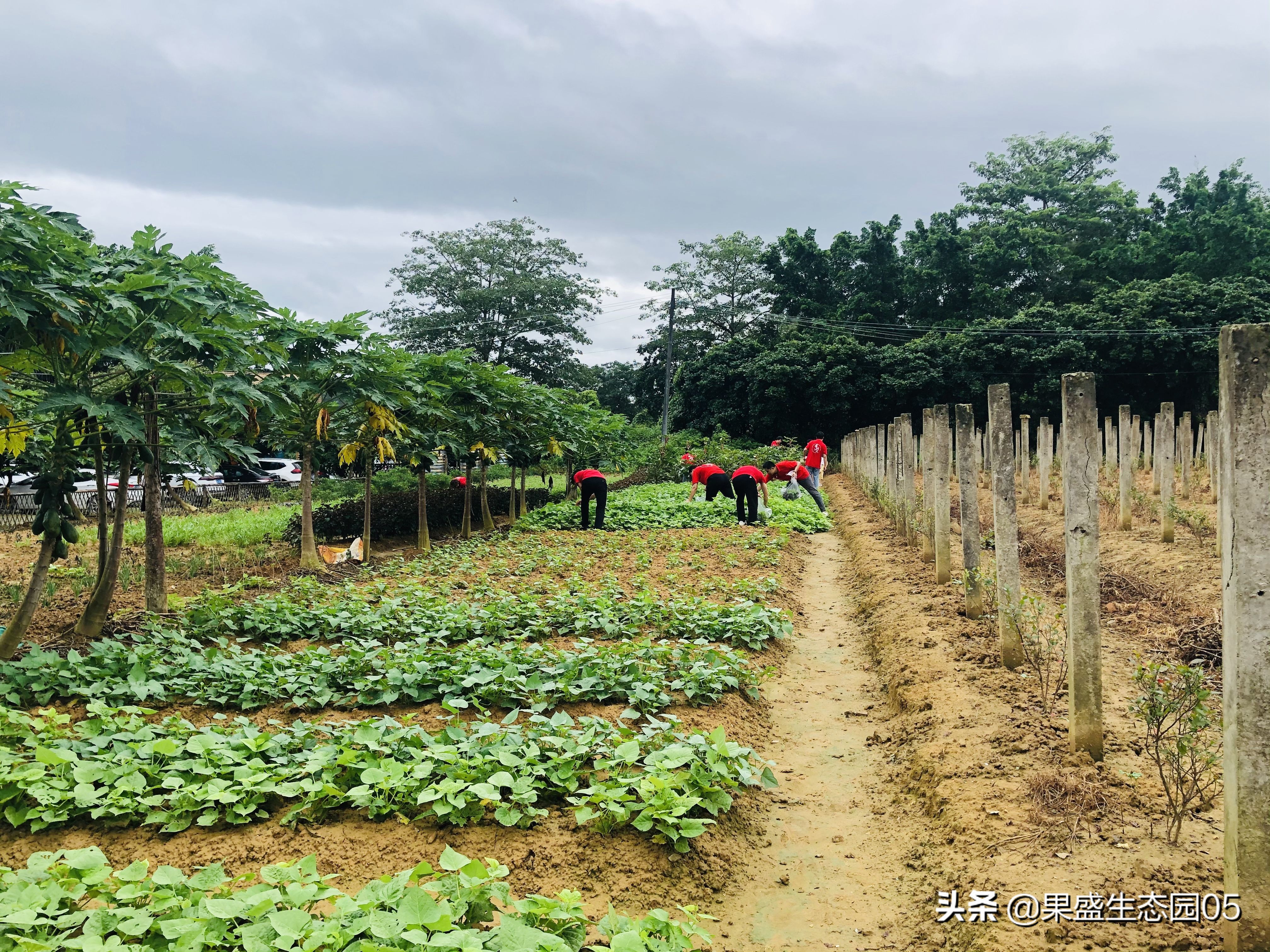 惠州带小孩去玩的农家乐,惠州亲子游十大排名农家乐