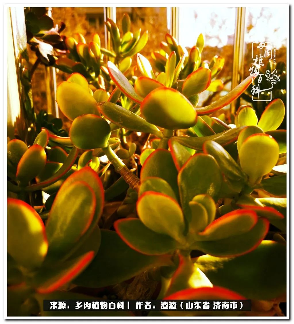 一个并不优秀的90后,何以解忧唯有多肉下一句