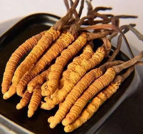 《柳崖外编》奇异怪物四则：鼷鼠、我有油、和合草、冬虫夏草