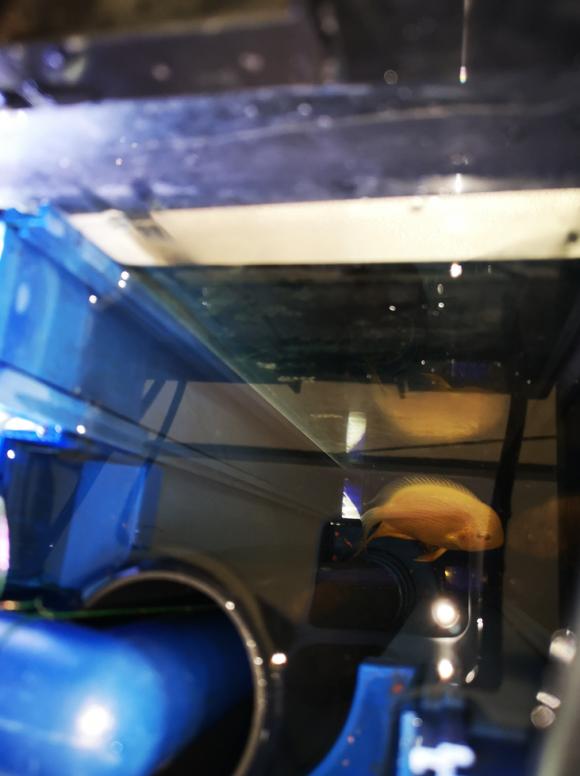 森森底滤鱼缸溢流区怎样清理,森森鱼缸溢流区藏粪